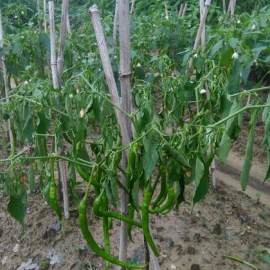 Ո���ָ�����@������ʲô��r��ԓ��ʲôˎ��